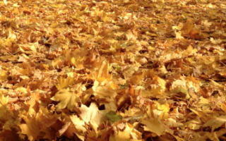 Почему осенью у деревьев опадают листья?